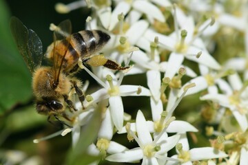 abeille du jardin 38