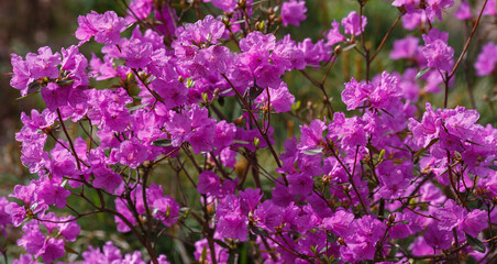 Dahurian rhododendron or Azalea daurica ( lat. Rhododendron dauricum ) in bloom in srping time