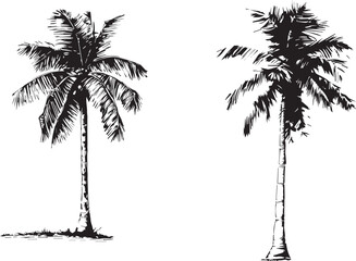 Set of palm Trees isolated on white background 