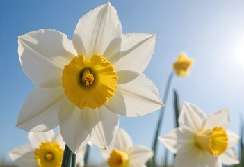 A white daffodil flower, surrounded by other daffodil flowers in a field against a blurred blue sky background