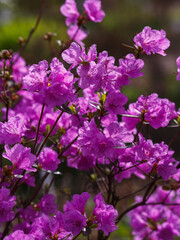 Dahurian rhododendron or Azalea daurica ( lat. Rhododendron dauricum ) in bloom in srping time