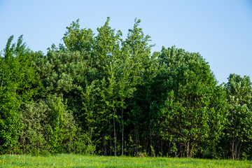 Obraz premium Row of trees under blue sky in field, natural landscape