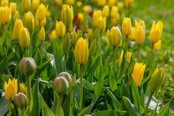 Yellow tulips Strong Gold in bloom in spring garden