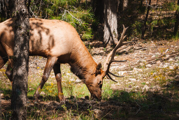 Elk grazing in forest, impressive antlers and light brown coat. Coniferous trees, sunlight filtering through branches. Natural habitat scene, location unknown.