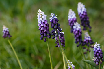 Muscari latifolium Grape Ice in bloom in spring garden