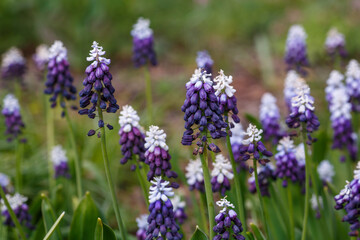 Naklejka premium Muscari latifolium Grape Ice in bloom in spring garden