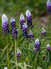 Obraz premium Muscari latifolium Grape Ice in bloom in spring garden