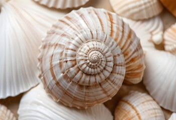 A seashell with a spiral pattern, showing the intricate details of the shell's surface