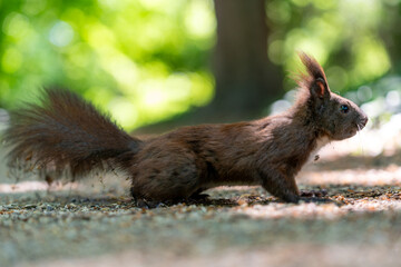 squirrel in the forest eating nuts in the shadow in summertime in berlin germany
