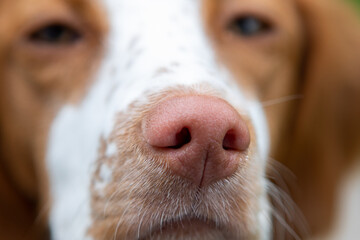 Nose of a dog macro photography