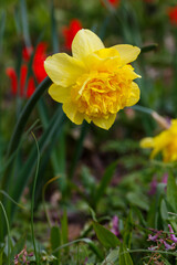 Narcissus Dick Wilden in bloom close up