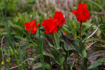 Early flowering Tulipa Regel Red Riding Hood in spring garden
