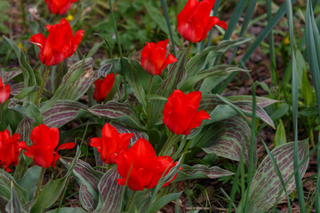 Early flowering Tulipa Regel Red Riding Hood in spring garden