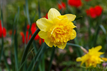 Narcissus Dick Wilden in bloom in spring garden close up
