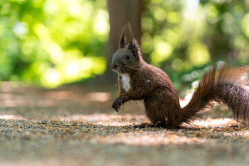 squirrel in the forest eating nuts in the shadow in summertime in berlin germany