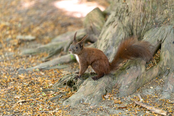 squirrel in the forest eating nuts in the shadow in summertime in berlin germany