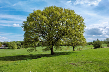 Oak tree in springtime growing in a green field with blue sky in England