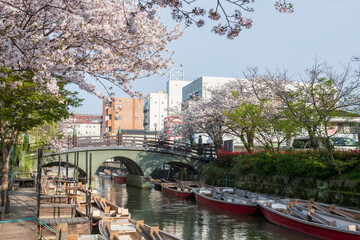 boats and sakura blossom along river with bridge at Yanagawa