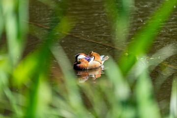 colorfull mallard duck on a sunny day in a pond in berlin germany