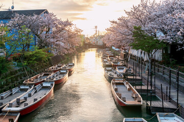 Sakura blossom and wooden boats at sunset, Yanagawa river,Fukuoka