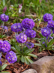 Fototapeta premium Primrose fine-toothed or fine-toothed primrose ( lat. Prímula denticulata ) is a perennial herbaceous plant from the genus Primrose