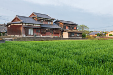 Farmer wooden house by paddy rice farm in city of Yanagawa