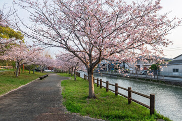 Pink cherry blossom by Yanagawa river in garden at sunrise, Fukuoka