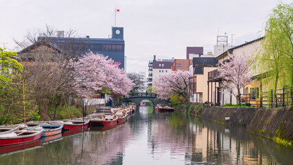 landscape of donko boats and pink cherry blossom by Yanagawa river