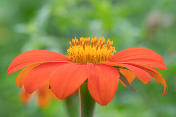 The vibrant orange petals of Tithonia.