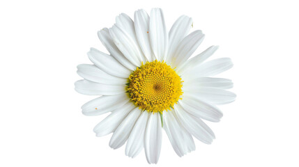 Common daisy blossom isolated on white background, png transparent