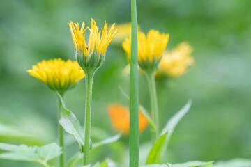 Vibrant yellow petals of calendula blooms in spring.