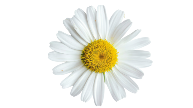Common daisy blossom isolated on white background, png transparent
