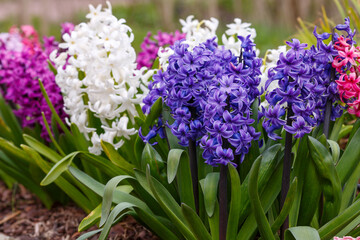 Obraz premium Hyacinth ( lat. Hyacinthus ) is a genus of plants in the Asparagaceae family