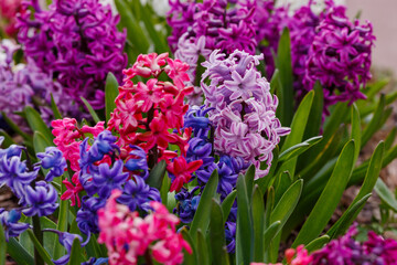 Fototapeta premium Hyacinth ( lat. Hyacinthus ) is a genus of plants in the Asparagaceae family