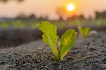 Lettuce sprouts at sunrise, concept of connection to the earth and conscious eating