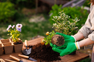 gardener plants flowers in the garden close-up, garden care, gardening concept