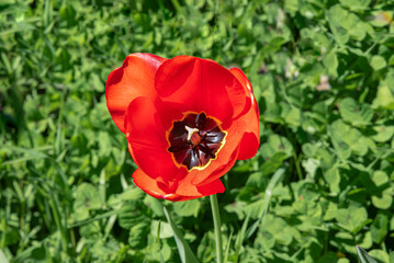 red tulip with black center on green meadow background, Tulipa