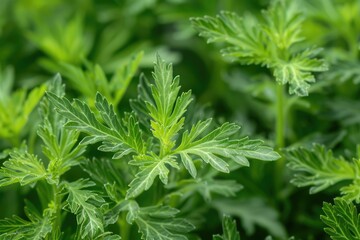 Artemisia Vulgaris: Closeup of Plant's Leaf and Flower Blossom for Herbal and Alternative Medicine