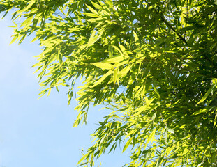 back lighted bamboo leaves and blue sky