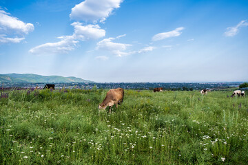 Naklejka premium cows grazing in a field