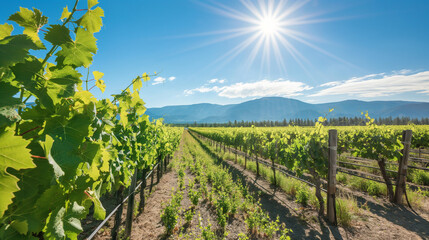 Naklejka premium Sunlit Vineyard Rows Against Mountain Backdrop, Idyllic Wine Country Landscape