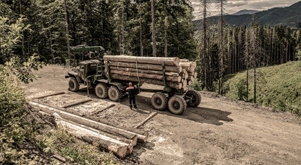 Forest industry. Felling of trees, cut trees. Truck loading wood in the forest. Loading logs onto a...