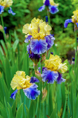Beautiful tall bearded iris growing in the garden.