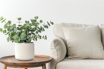 Close up of a green eucalyptus plant in a white ceramic pot on a wooden table near a beige sofa against a plain wall. Blanck pillow for textile template