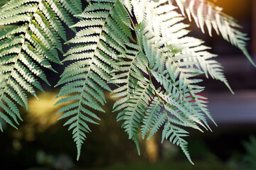 Paco fern leaves on the green background of the tree are feathery compound leaves. It is light green and when mature it becomes dark green. Young shoots are popularly used for cooking. © Aoy_Charin