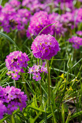 Primrose fine-toothed or fine-toothed primrose ( lat. Prímula denticulata ) is a perennial herbaceous plant from the genus Primrose