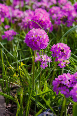 Primrose fine-toothed or fine-toothed primrose ( lat. Prímula denticulata ) is a perennial herbaceous plant from the genus Primrose