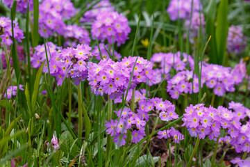 Fototapeta premium Primrose fine-toothed or fine-toothed primrose ( lat. Prímula denticulata ) is a perennial herbaceous plant from the genus Primrose
