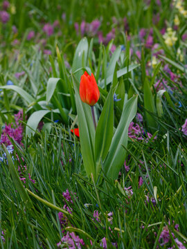 Tulip superior or tulip excellent ( lat. Tulipa praestans )