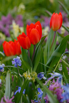 Tulip superior or tulip excellent ( lat. Tulipa praestans )